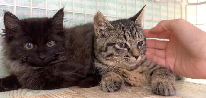 シャーシャー子猫が突然の爆音ゴロゴロ！ 保護６日目の嬉しい変化に心がポカポカ温まる (*´ｪ｀*)