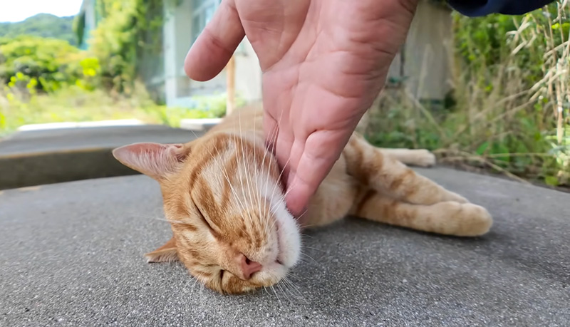 ナデナデされる猫
