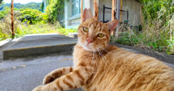 猫島の茶トラ猫小学校は癒しがいっぱい♪ 体育館裏の日陰で涼んでいた猫さんが可愛すぎて堪らない ( *´艸｀)♡