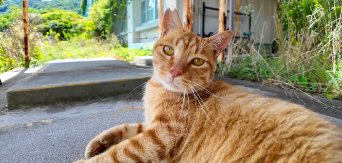 猫島の茶トラ猫小学校は癒しがいっぱい♪ 体育館裏の日陰で涼んでいた猫さんが可愛すぎて堪らない ( *´艸｀)♡