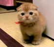 たわし子猫
