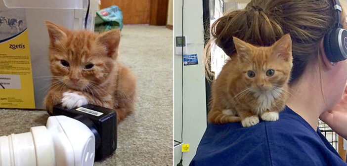 子猫のサイズで成長が止まった猫。迎えてくれた女性の優しさに愛情を感じ、幸せいっぱいの毎日を歩み始める (*´ｪ｀*)