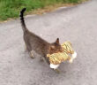 ヌイグルミを運ぶ猫