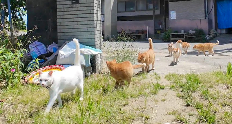 猫島の小学校に登校する猫達