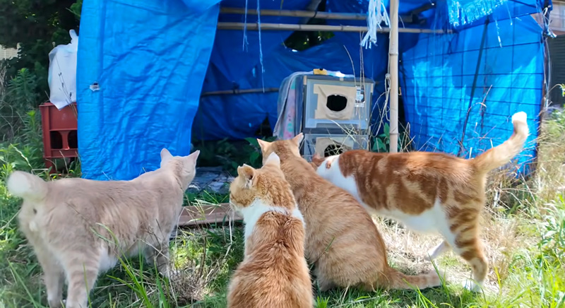 日陰に集まる猫達