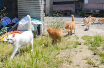 猫島の小学校に登校する猫達