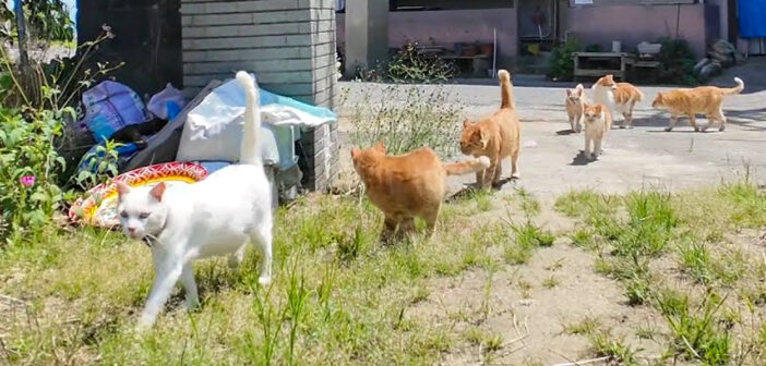 猫島の小学校に登校する猫達