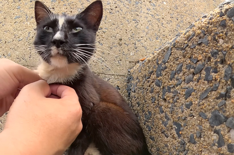 釣り針が刺さった猫