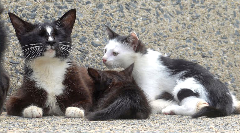 子猫に会わせてくれた猫