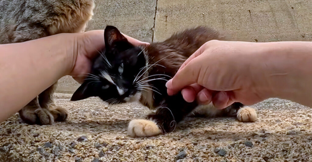 かみしばい　こねこがうまれたヨ！ 釣り針が刺さった母猫を助けたら、可愛い子猫達に会わせてくれた