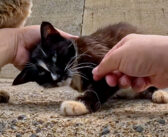 釣り針が刺さった母猫を助けたら、可愛い子猫達に会わせてくれた。幸せそうな親子の姿に心がホッと温まる (*´ｪ｀*)