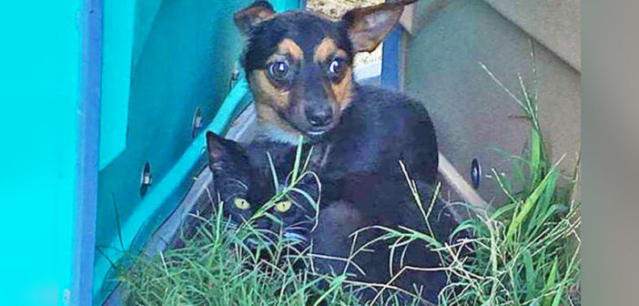 保護されるまで必死に子猫を守っていた犬。一緒の家に迎えられるととっても安心したようで、幸せな日々を歩み始める