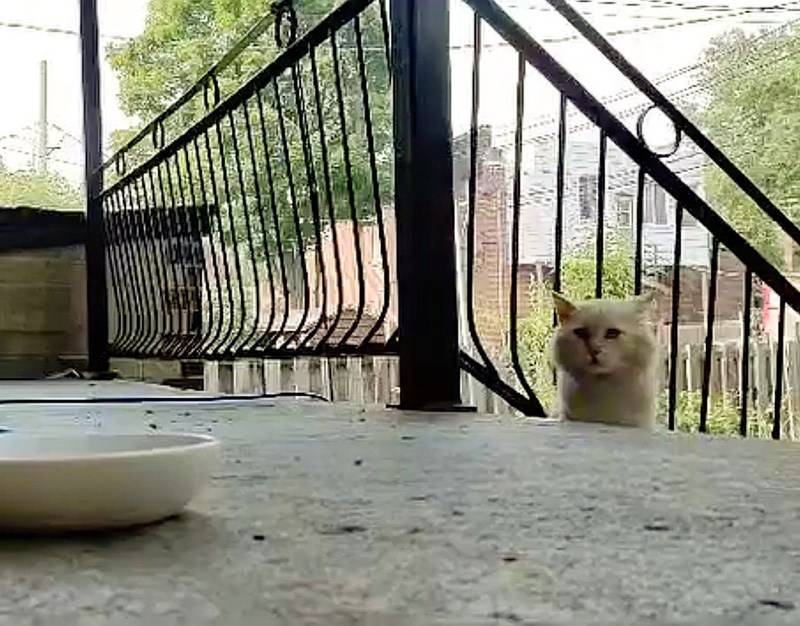 庭を渡り歩いていた猫