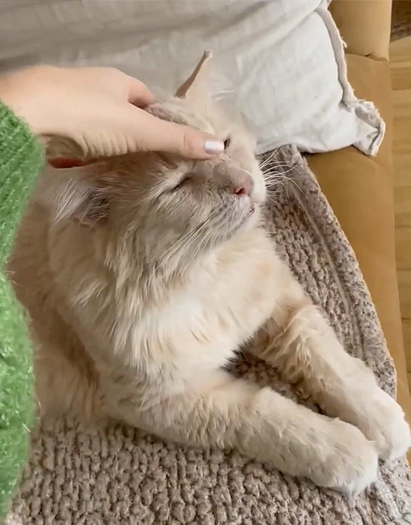 撫でられる猫