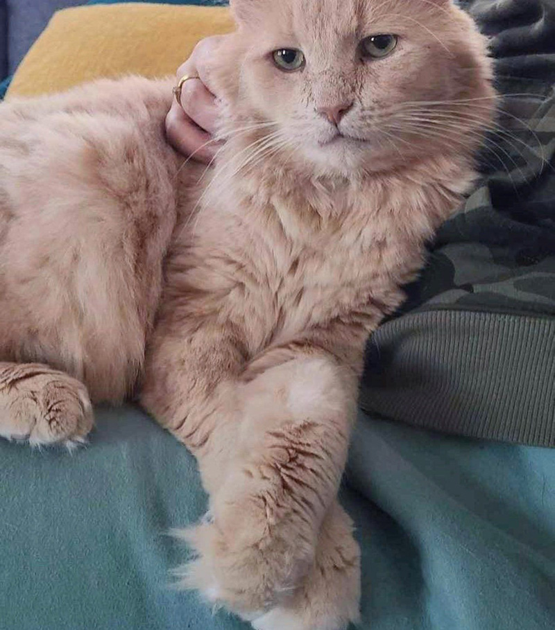 リラックスする猫