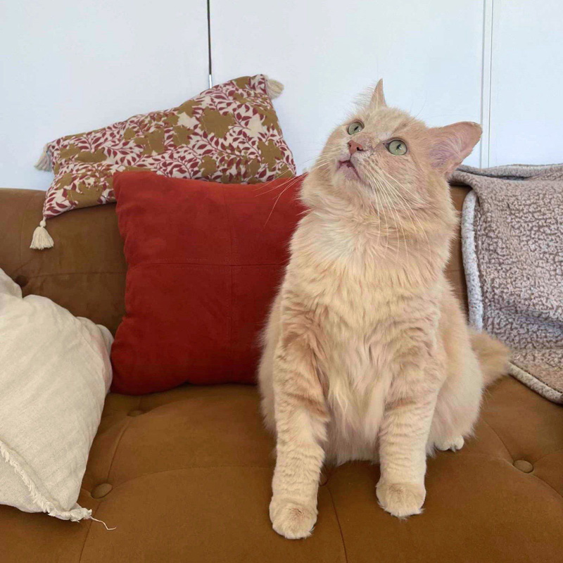 座る猫