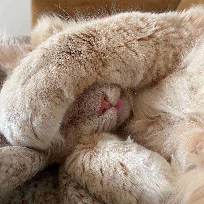 幸せそうに眠る猫