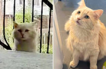 保護されて幸せになった猫