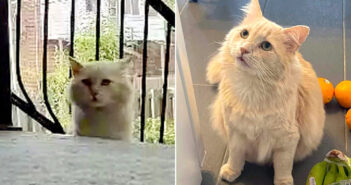 保護されて幸せになった猫