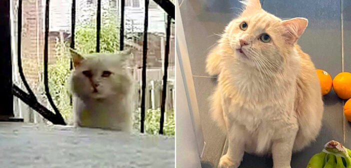 保護されて幸せになった猫