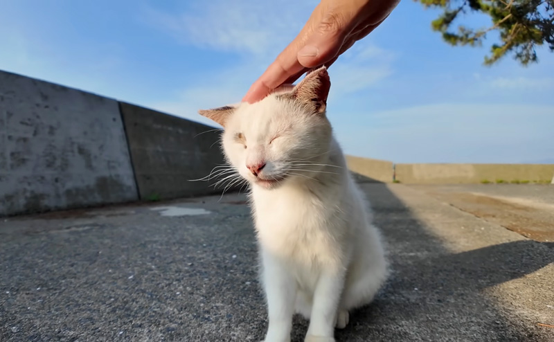 ナデナデされる猫