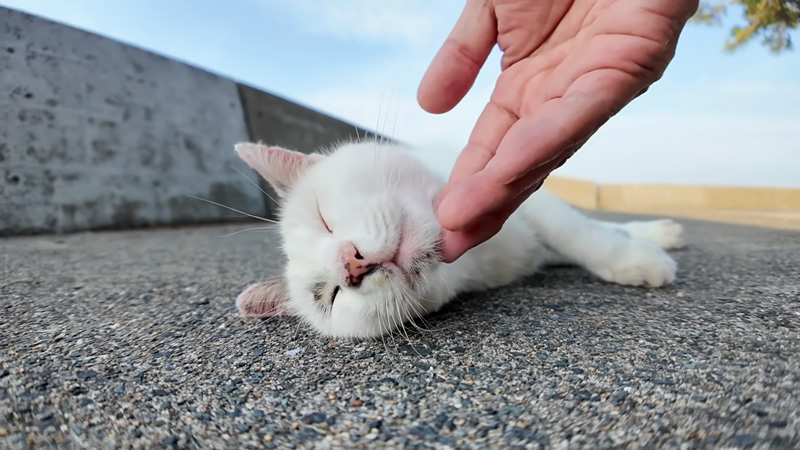 ナデナデされる猫