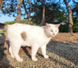 海辺の公園で出会ったよく喋る猫