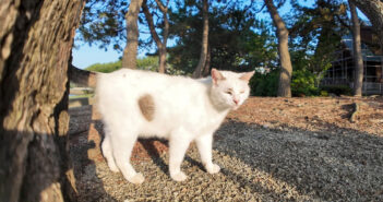 海辺の公園でよく喋る猫さんと遭遇。ナデナデすると最高の幸せを感じたようで、癒しがいっぱい溢れ出た ( *´艸`)♡ 海辺の公園で出会ったよく喋る猫