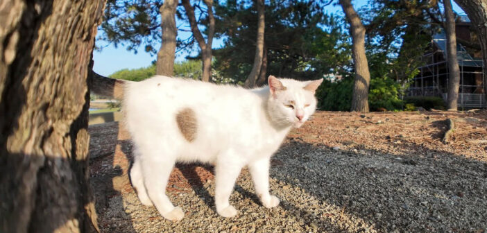 海辺の公園でよく喋る猫さんと遭遇。ナデナデすると最高の幸せを感じたようで、癒しがいっぱい溢れ出た ( *´艸｀)♡
