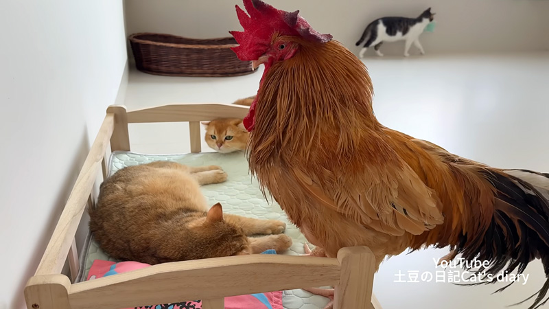 妊娠中の猫が気になるニワトリ