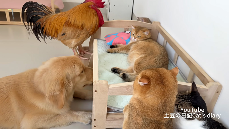 出産予定日を迎えた猫