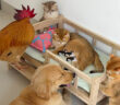 出産予定日を迎えた猫