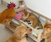 出産予定日を迎えて、もうすぐ子猫を出産する猫。ニワトリや犬や猫達が集まってきて、みんなで妊娠中の猫を守り始める！