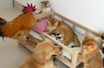出産予定日を迎えた猫
