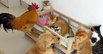 出産予定日を迎えて、もうすぐ子猫を出産する猫。ニワトリや犬や猫達が集まってきて、みんなで妊娠中の猫を守り始める! 出産予定日を迎えた猫