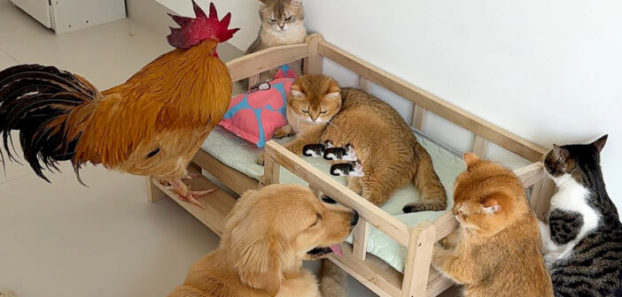 出産予定日を迎えて、もうすぐ子猫を出産する猫。ニワトリや犬や猫達が集まってきて、みんなで妊娠中の猫を守り始める！