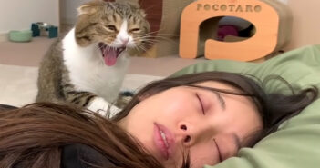 お母さんを起こす猫