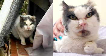 10年近く路上で命をつないできた老猫。温かい手を差し伸べられて元気になると、最高の幸せを感じながら大きく変わる 保護された猫