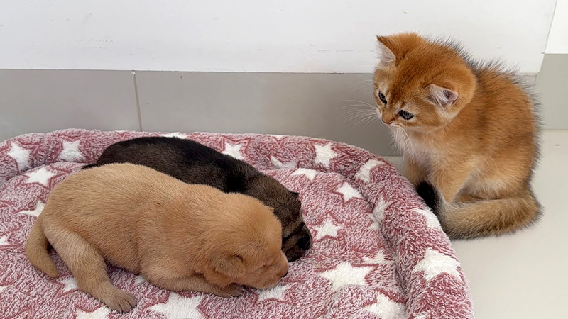子犬達が気になる子猫
