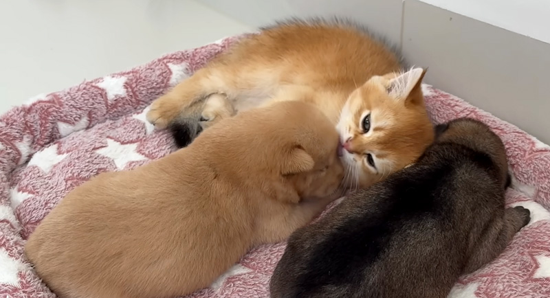 子犬達を毛づくろいする子猫