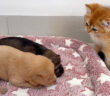 子犬達が気になる子猫