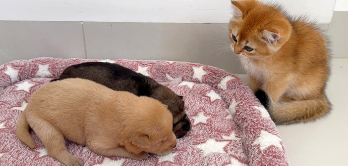 子犬達が気になる子猫