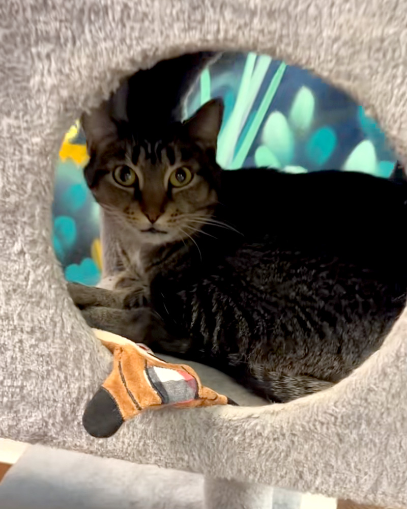 保護施設で過ごす猫