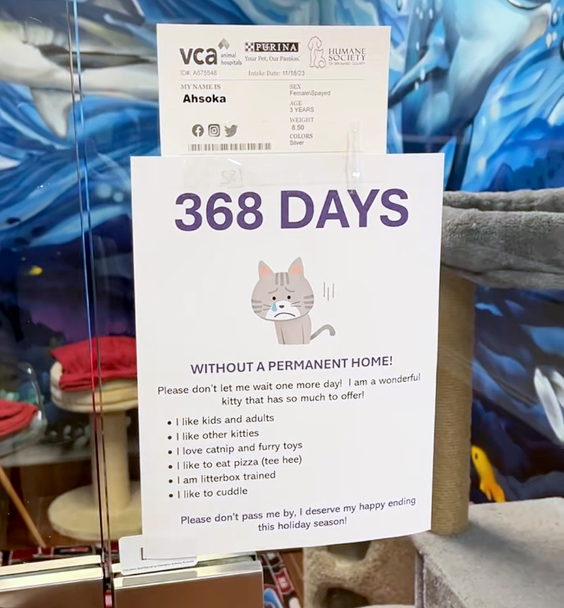 368日里親さんが見つからない猫