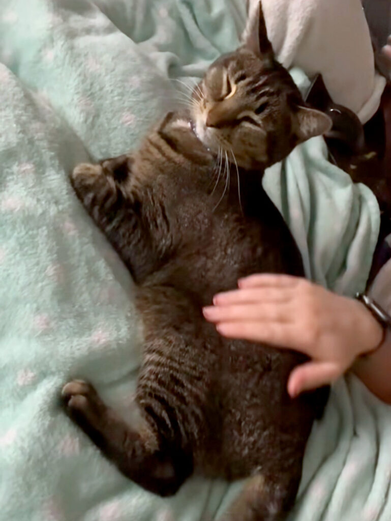 幸せになった猫
