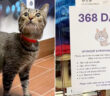 1年以上里親さんが決まらなかった猫