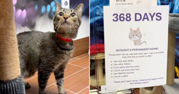 1年以上里親さんが決まらなかった猫