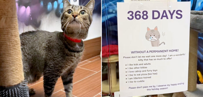 1年以上里親さんが決まらなかった猫