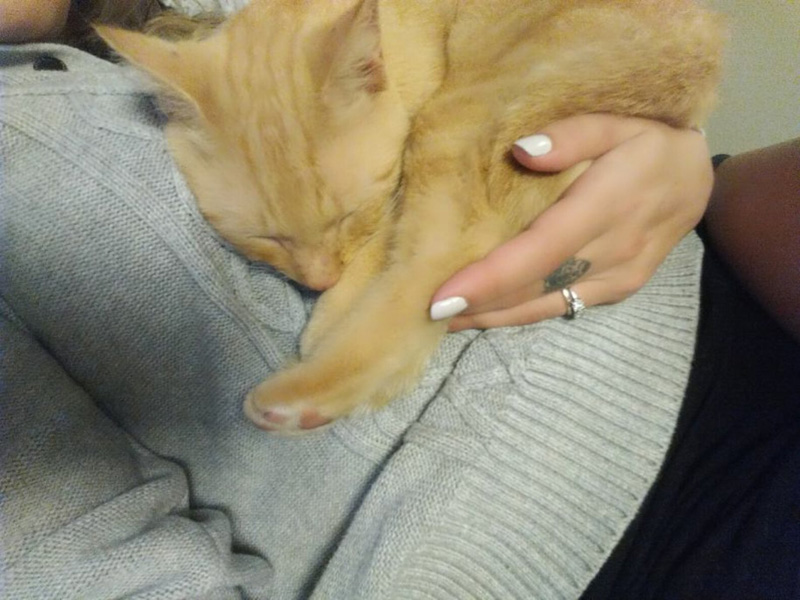 飼い主さんに抱きつく猫