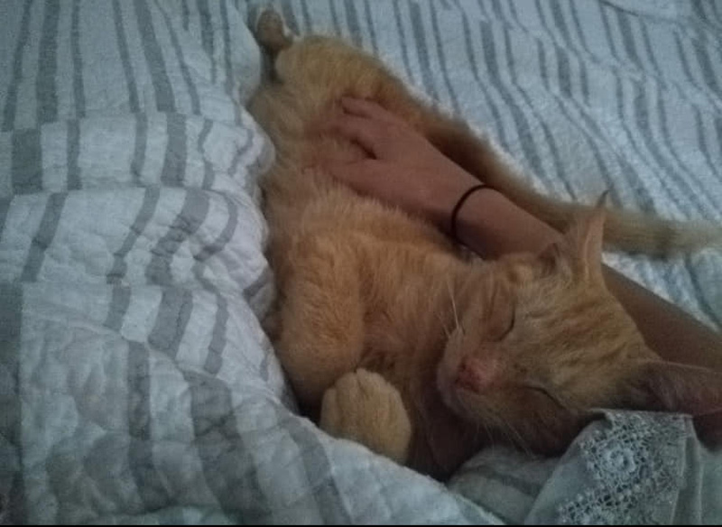 眠る猫